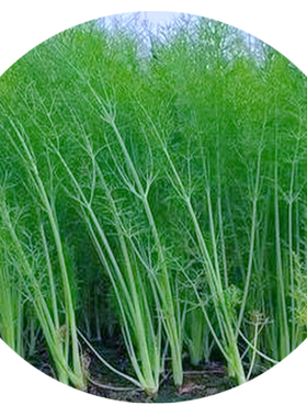 茴香菜种籽秋播蔬子孑南方