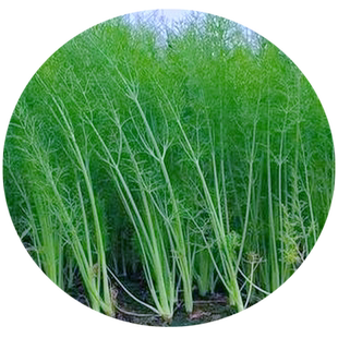 茴香种子大小茴香种籽蔬菜大全四季种植多年生室内外高产盆栽种苗