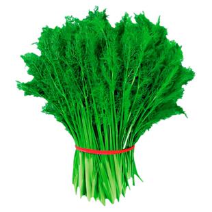 割茬小茴香种子球茎茴香种籽四季高产老品种阳台盆栽蔬菜种孑大全