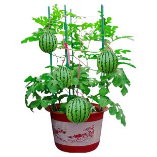 盆栽蜂蜜小西瓜种子超甜高产薄皮红壤黄壤小金凤阳台水果蔬菜种籽