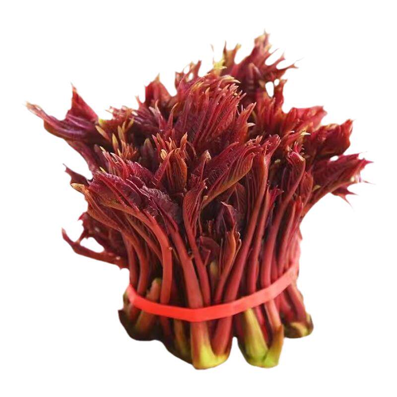 香椿芽新鲜嫩芽采摘现摘现发露天红油野生红叶叶菜头茬包邮椿芽