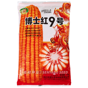 博士红9号玉米杂交种大棒高产饲料玉米大田玉米种子红轴矮杆抗倒