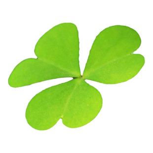 三叶草四叶草种子幸运草花种籽四季常青园林绿化庭院护坡草坪种籽