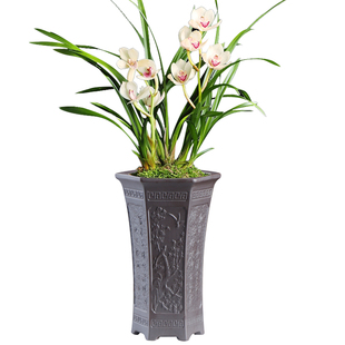 紫砂花盆陶瓷小赤叶楠兰花吊兰家用桌面装饰中国风禅意文竹大花盆