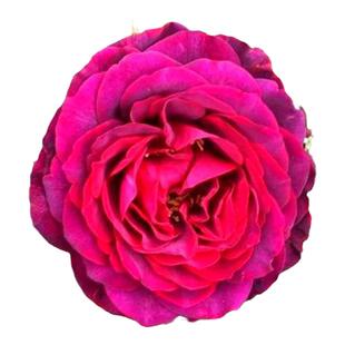 欧月灌木月季苗 不眠之夜/黑鱼子酱 切花藤本月季玫瑰花苗包对版