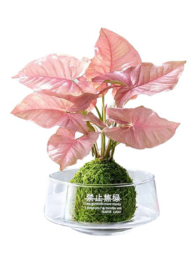 粉色恋人合果芋彩叶芋苔藓球植物