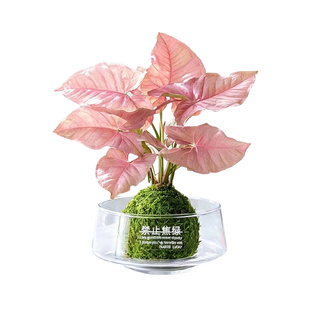 粉色恋人合果芋彩叶芋苔藓球植物室内办公室桌面绿植红粉佳人盆栽