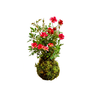 须惠姬月季苔藓球植物盆栽带花苞花卉室内办公室桌面绿植好养易活