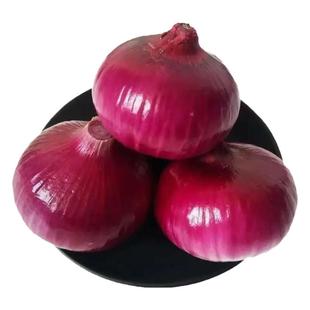 新鲜紫皮洋葱辛辣圆葱应季农家自种蔬菜现挖水果生吃红皮洋葱头元