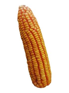 广西玉米种子半马齿型夏播玉米品种丰玉981齿深低热河谷区域1kg装