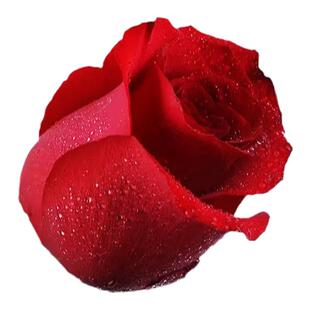 卡罗拉红色玫瑰花苗红色月季花苗庭院阳台花卉多季开花切花玫瑰