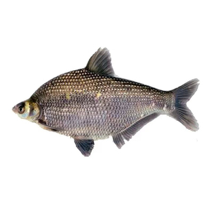 武昌鱼苗淡水养殖食用柳叶三角头鲂团鳊鱼苗活体扁鱼头鲂鱼苗边鱼