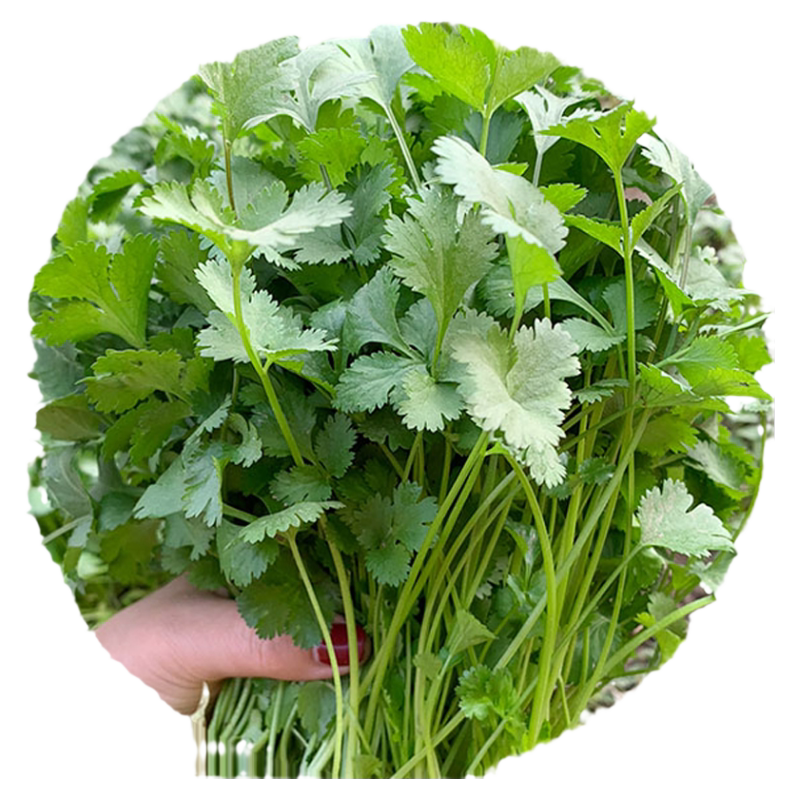 香菜种子阳台蔬菜大全农家小叶香菜菜种籽四季大叶芫荽籽种老品种