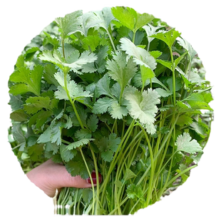 香菜种子阳台蔬菜大全农家小叶香菜菜种籽四季大叶芫荽籽种老品种