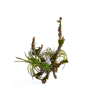 爬虫爬宠饲养箱造景高仿真假植物雨林陆龟蜥蜴变色龙沙漠绿植装饰