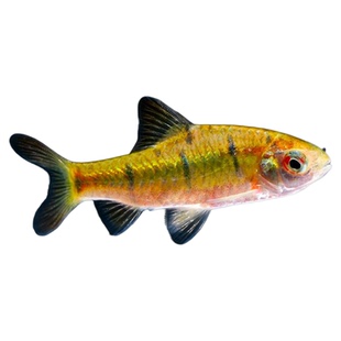 原生态冷水鱼条纹小鲃鱼活体淡水小溪鱼二须鲃群游好养耐活观赏鱼