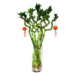 转运竹水培植物开运竹龙竹富贵竹子盆栽四季水竹水养绿植室内带根