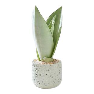 白玉虎皮兰小盆栽金边虎尾兰室内植物水培办公室绿植桌面好养高级