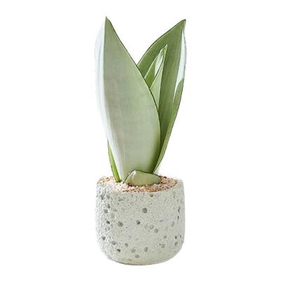 虎尾兰高级感绿植桌面好养活