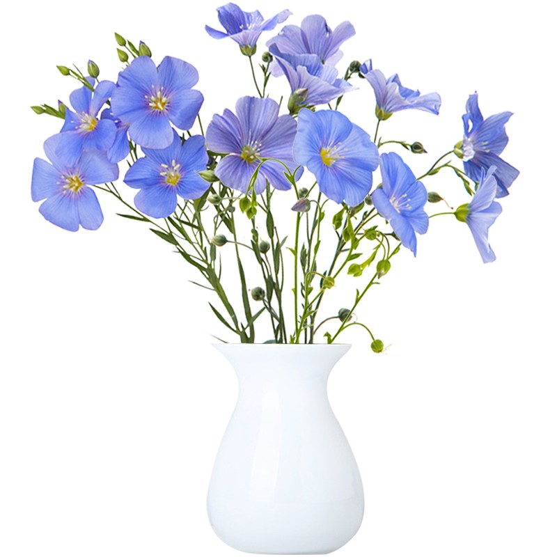 四季易种阳台庭院室花卉植物种子