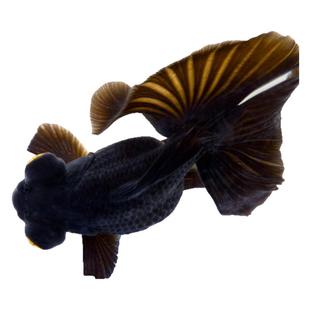 龙睛金鱼观赏鱼活体大眼金鱼黑龙眼红龙晶包金冷水淡水鱼蝶尾龙晶