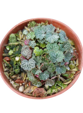 日本山野草迷你植物姬虎耳虎耳草
