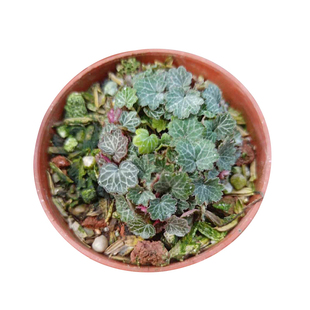 正宗姬虎耳姬雪之下虎耳草日本山野草苔藓菖蒲吸水石微型盆栽植物