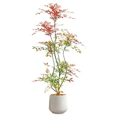 般林茜南天竹造型客厅绿植好养
