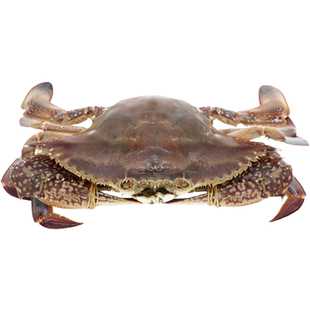 舟山野生大红膏蟹冷冻梭子蟹海鲜水产特大海蟹海螃蟹全母1斤 冻蟹