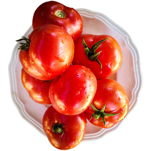 ACE55番茄种子多汁浓郁沙瓤抗病传家宝经典老品种春秋阳台盆栽