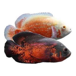 地图鱼观赏鱼活鱼奥图黑黄金精品白中大型鱼苗幼苗血麒麟猪仔花猪