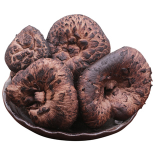 野生黑虎掌菌新鲜虎掌菌500g楚雄特产新鲜菌菇野生菌虎掌菇獐子菌