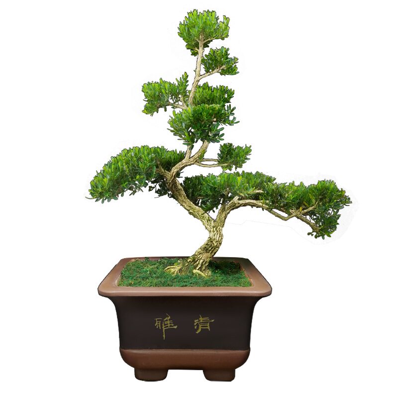 名贵盆栽皱皮黄杨场地直销