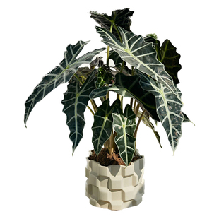 大仙女海芋观音莲真植物盆栽室内客厅阳台绿植盆景好养耐看高质感