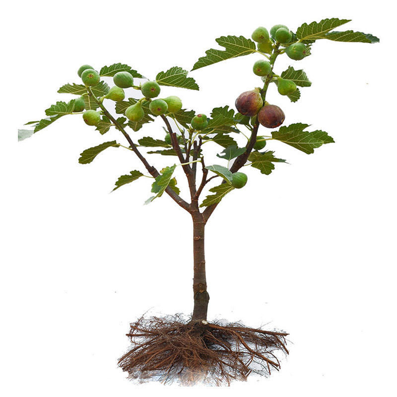 蓝莓树果苗带果蓝莓苗盆栽南北方种植兔眼特大阳台果树苗当年结果