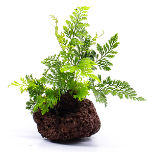 乌龟缸造景绿植水培植物和鱼共养龟缸火山石定植水草免打理水生树