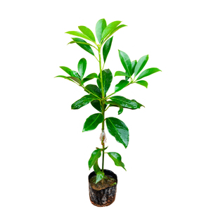 正宗嫁接八角树苗盆栽地栽四季种植带土带叶大红八角苗南北方可种