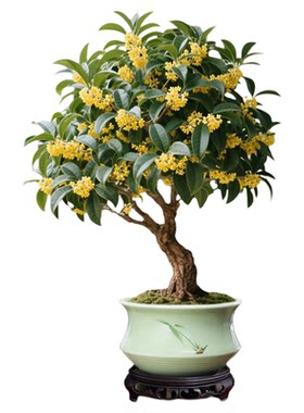 【花期带花】浓香型四季桂花盆栽