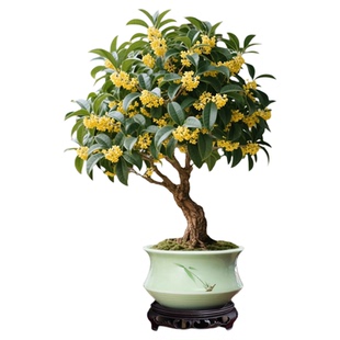 四季桂花树盆栽室内鲜花卉绿植浓香型办公室植物四季金桂开花盆景