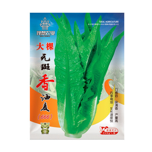 香油麦菜种子蔬菜种籽大叶无斑四季耐热耐寒阳台盆栽庭院高产理想