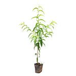 高产水蜜桃树苗嫁接高产桃子树苗当年结果南方北方种植桃树果树苗