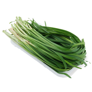 山东小细叶韭菜种子孑韭菜根苗农家老品种家庭阳台春四季蔬菜种籽