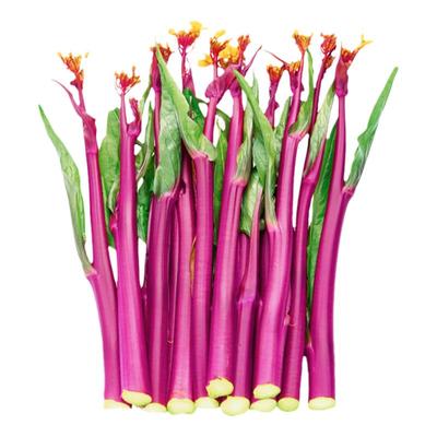 红菜苔种子春季蔬莱秋冬南方