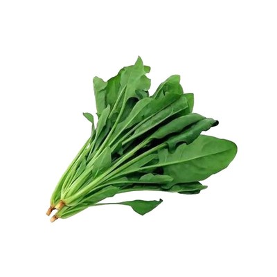 大叶菠菜种子趴地四季播种