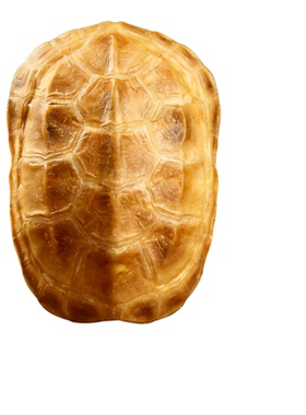 泰山祈愿真天然乌龟壳