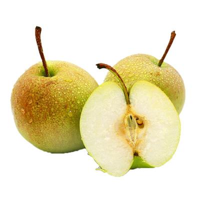 新鲜现摘酥脆多汁丨山西玉露香梨