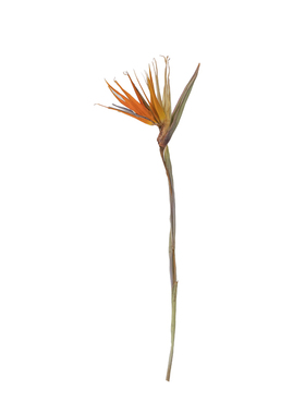 kakawood天堂鸟干花桌面插花