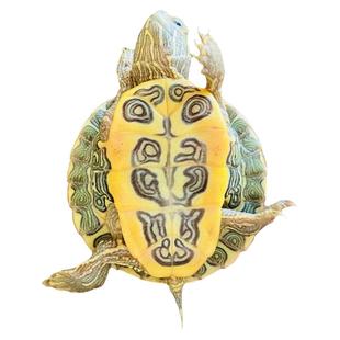 小乌龟活物适合家养小孩的宠物深水迷你巴西龟苗一公一母长寿认主