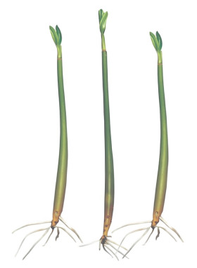 红树苗带根带芽包活调节水质