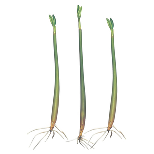 秋茄红树苗 木榄苗海红树苗海缸造景过滤调节水质植物 带根带芽